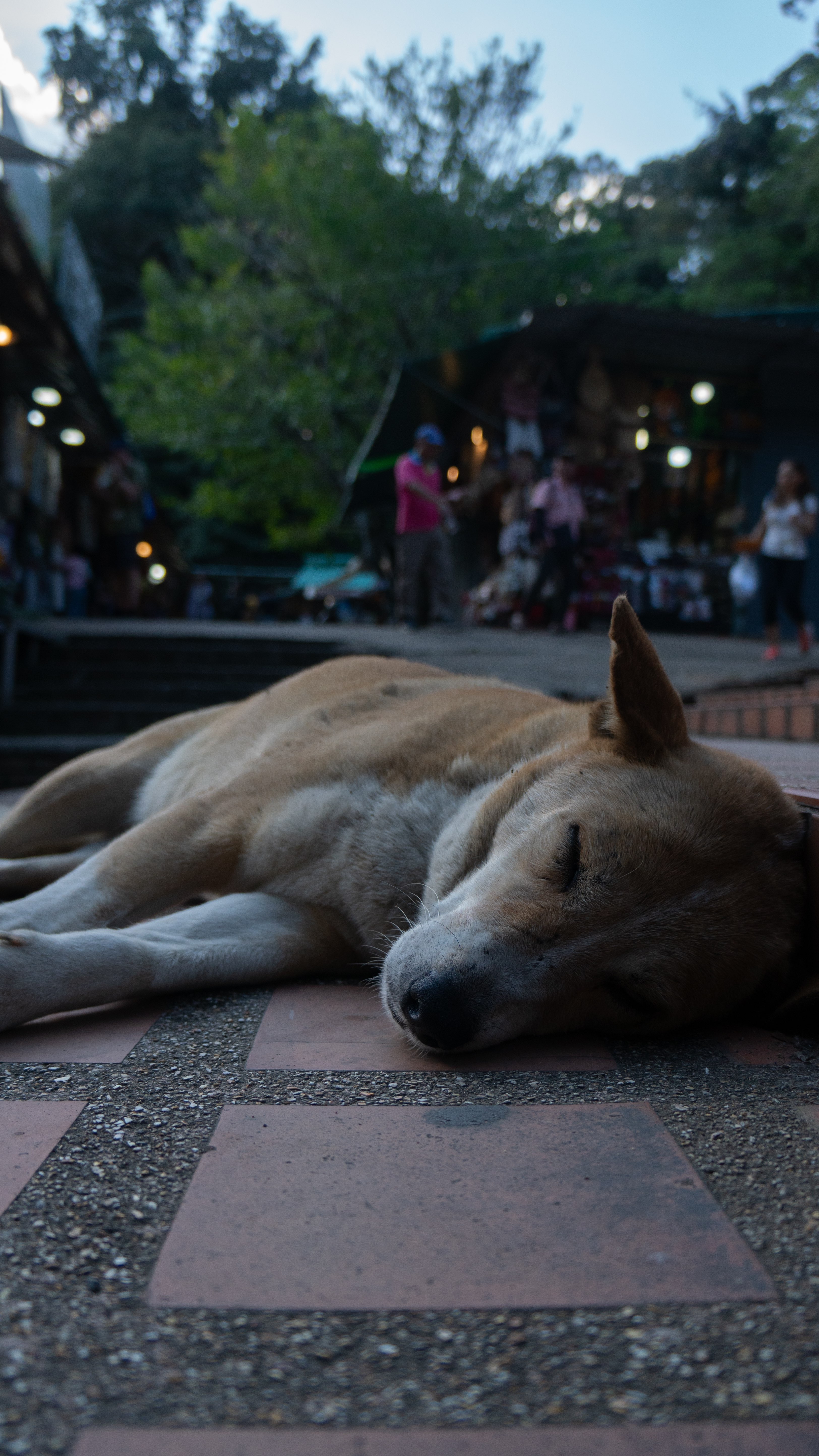 Dog sleeping in Thailand